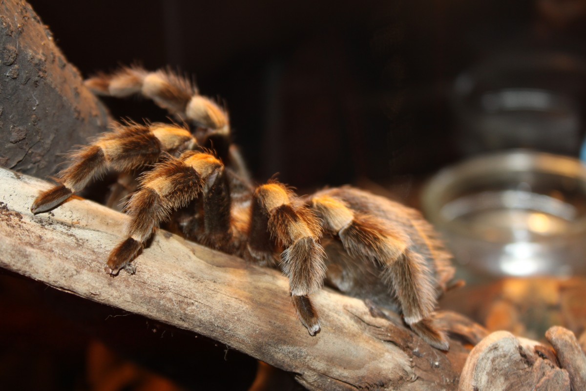 The Not So Itsy Bitsy Spider